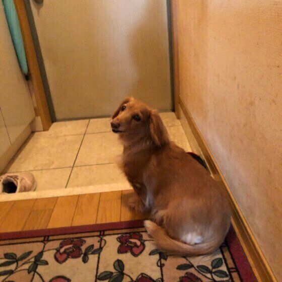 飼い主さんの帰宅を待つミニチュア・ダックスフンド