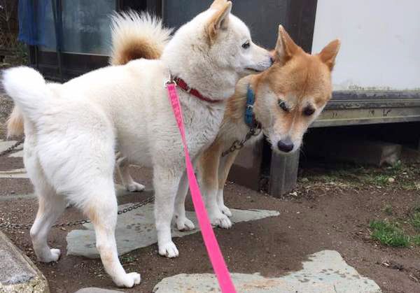 寄り添う柴犬