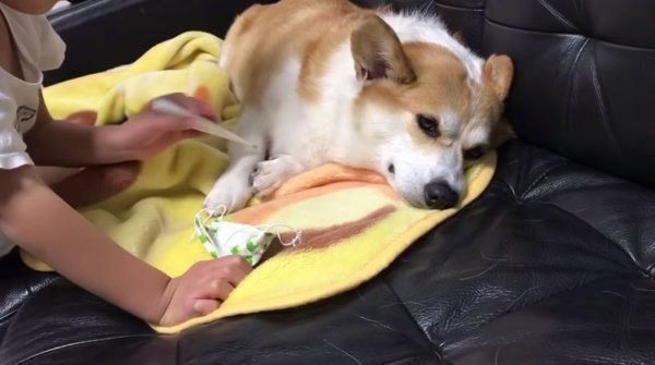 風邪をひいていないのに看病されるコーギー