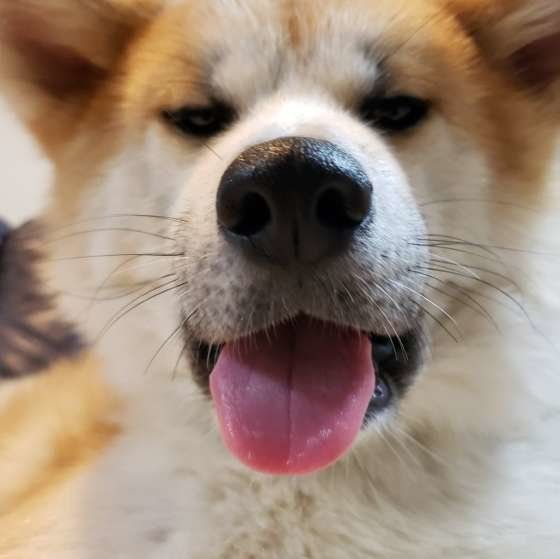 秋田犬