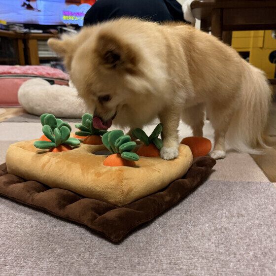 知育トイで遊んでいるワンちゃん