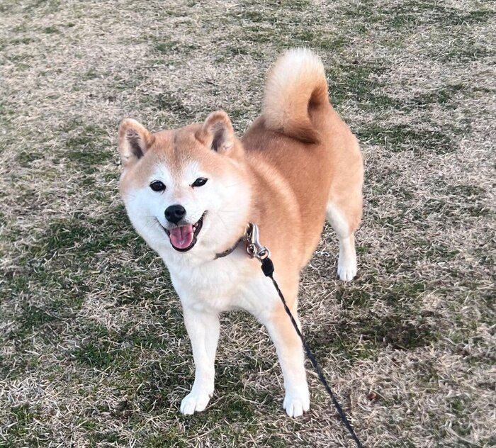 散歩を楽しむクルミちゃん