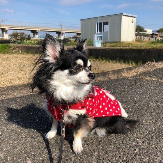 チワワのみるくちゃん、お散歩中かな?