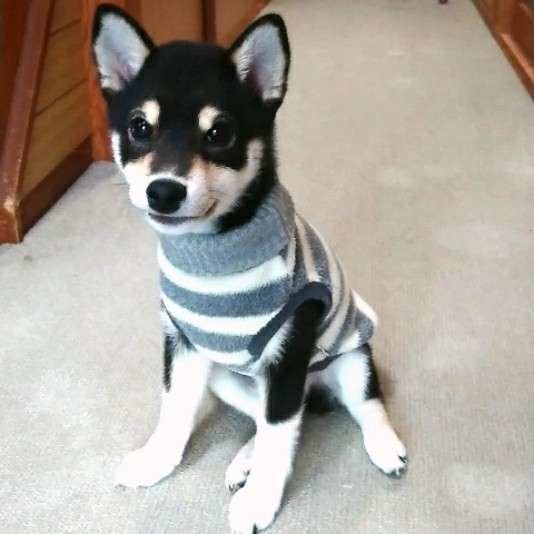 座る柴犬