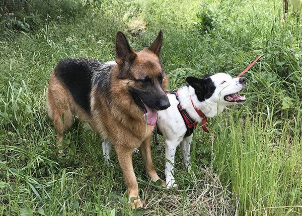 シェパードと犬