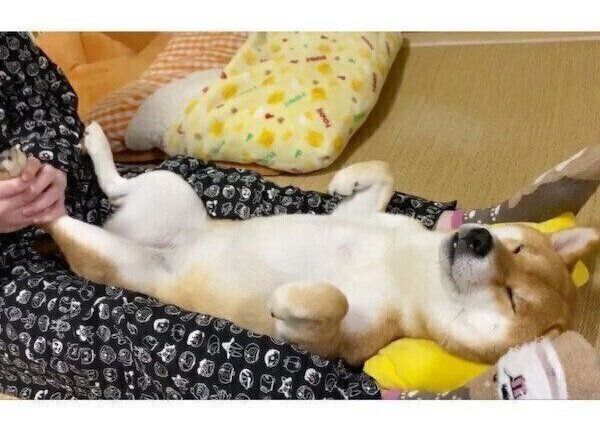 マッサージにうっとりするゆきちゃん