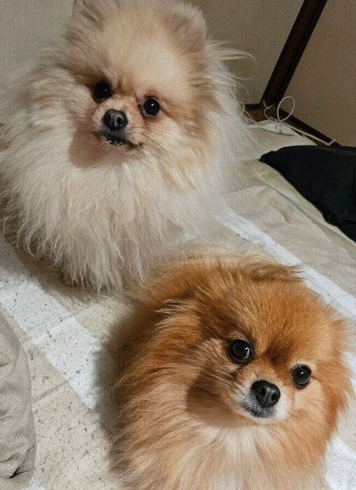 2匹のポメラニアン