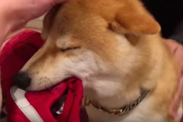 柴犬