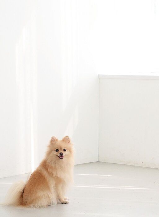 室内でオスワリする犬