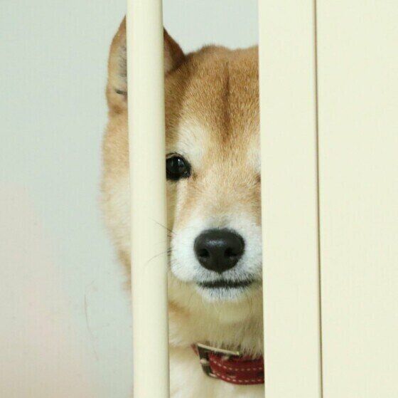 柴のよいちくん
