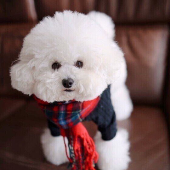冬に愛犬のダイエット目指す場合の注意点 いぬのきもち