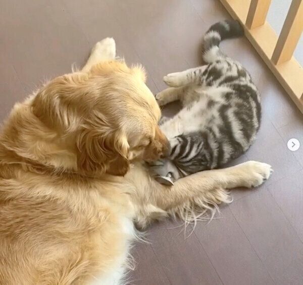 じゃれ合うベガちゃんとあずきくん