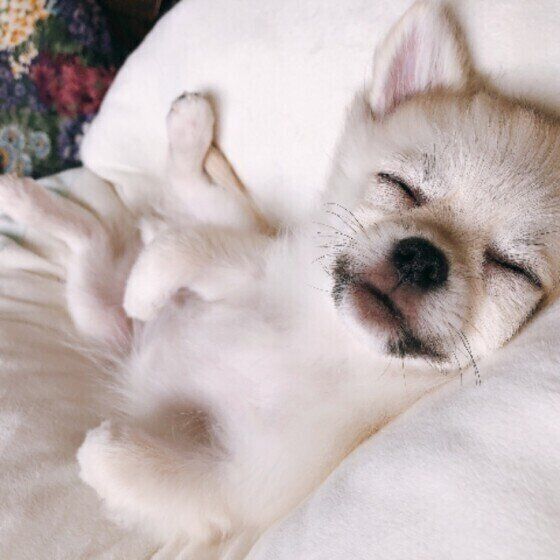 愛犬のウンチから虫が出てきた! お腹の虫の対処法