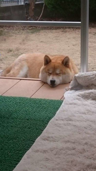コタローちゃん