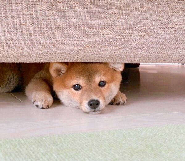 ソファの下が大好きな子犬のぽたちゃん