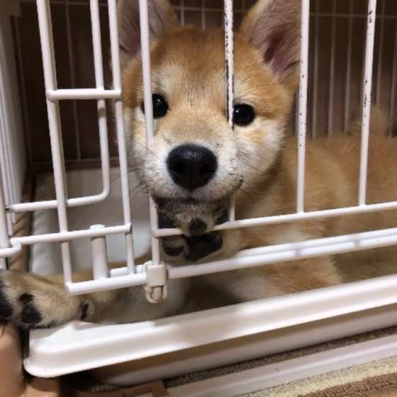 柴