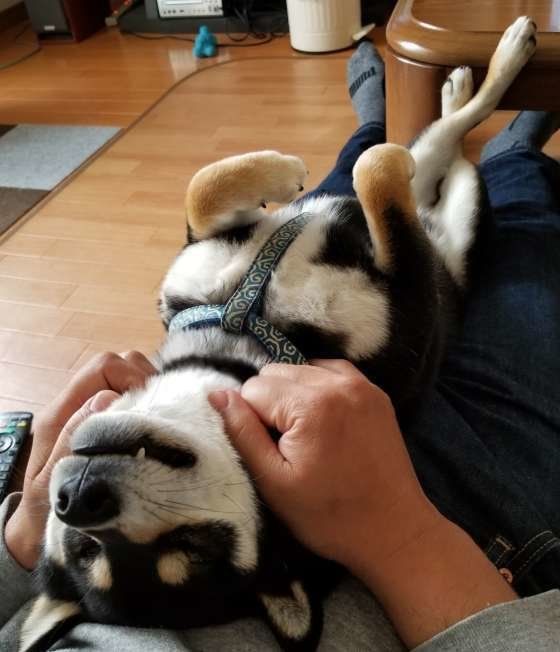 柴犬