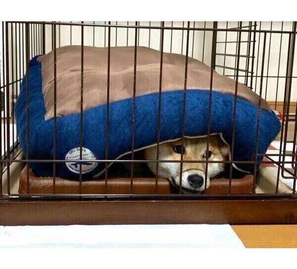 飼い主さんの気をひこうとするいそべくん