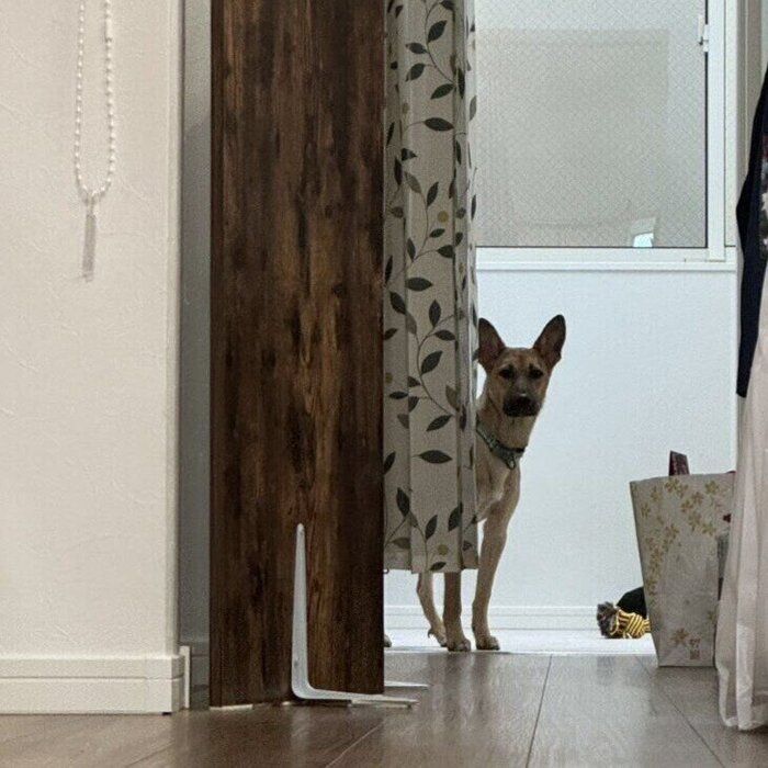 お迎えした頃のこはくちゃん 飼い主さんをじっと見つめている