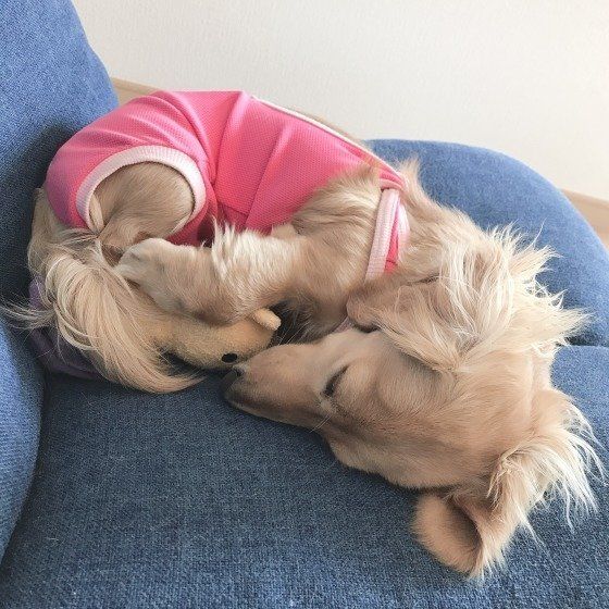 ぬいぐるみを抱っこするカニーンヘン・ダックスフンド