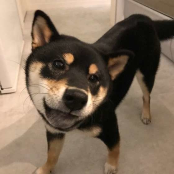 ご満悦の柴犬