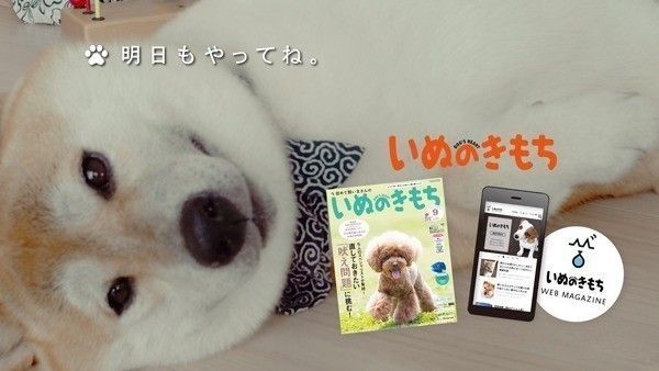 明日もやってね。 いぬのきもちCM