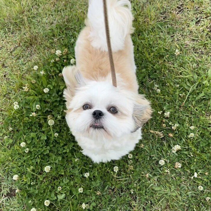 飼い主さんを見上げるオラフくん　キュルキュルした瞳がかわいすぎる