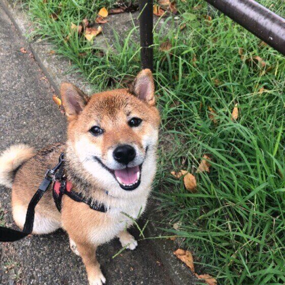 柴