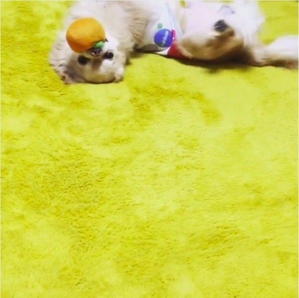 ボールさばきが上手なワンコ