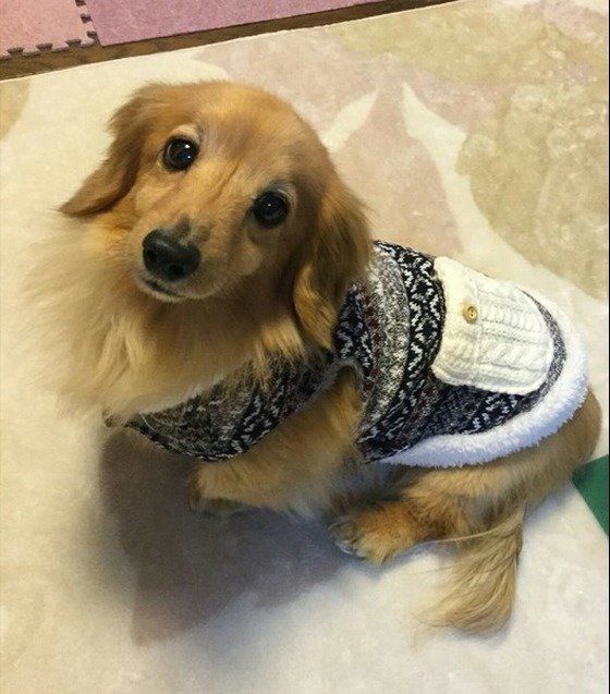ダックス