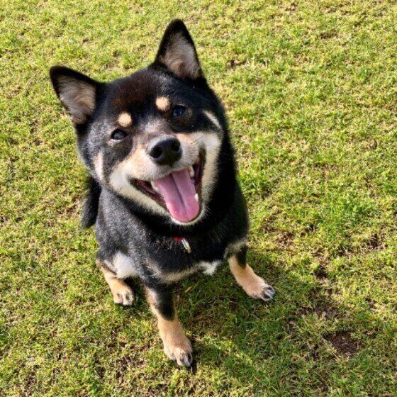 シニア犬が安心して暮らせる環境を整えよう!住環境と愛情が安心感につながる いぬのきもち