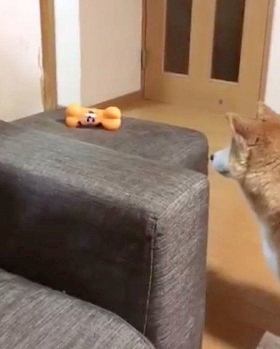 おもちゃを見つめるロペさん