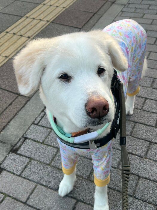 お散歩中の藍ちゃんの様子