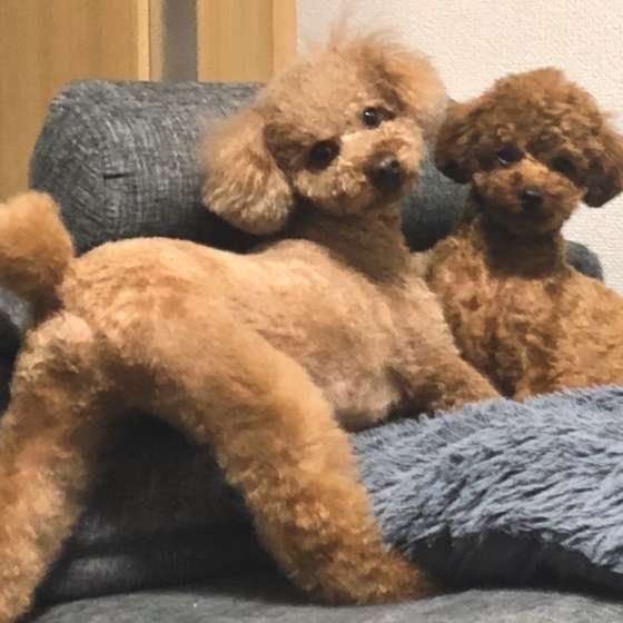 おしりを見せるトイ・プードル