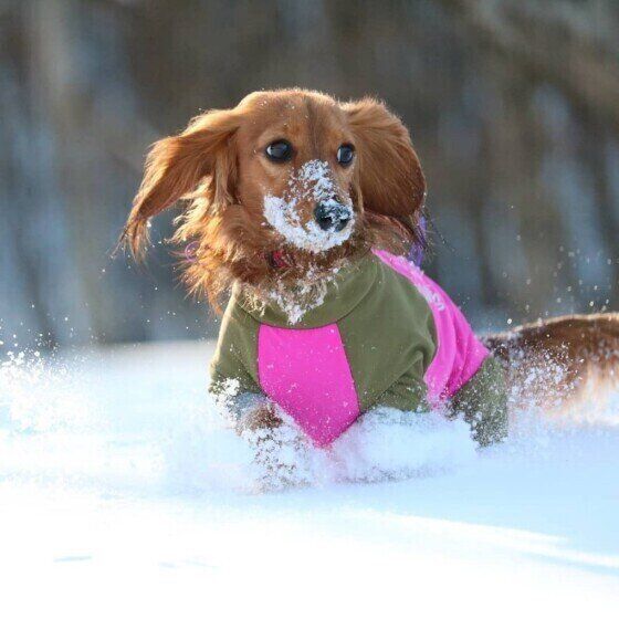 雪遊びをするミニチュア・ダックスフンド