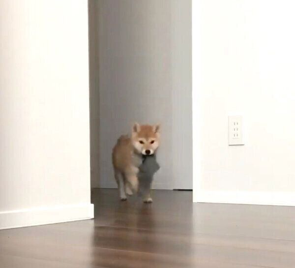 靴下を盗む子犬時代の味噌ちゃん