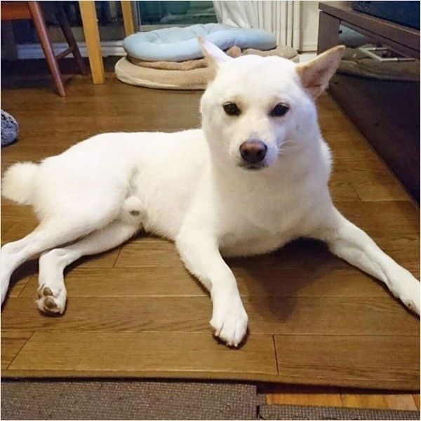 柴犬