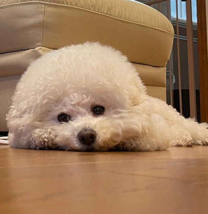 寝そべるビション・フリーゼ