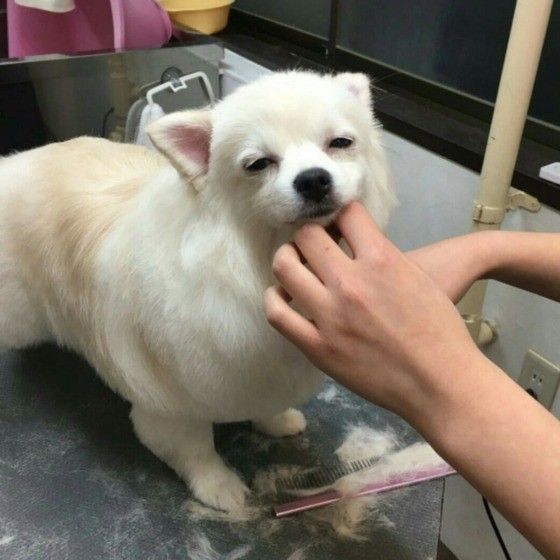 トリミング中