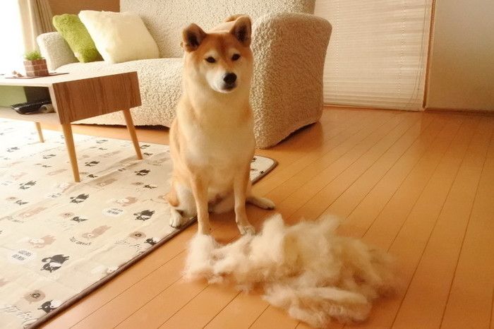 マロ毛はいらんかね〜!