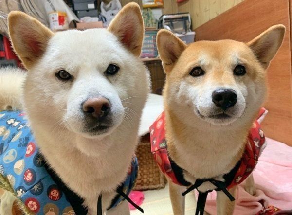 ちゃんちゃんこを着るQ太郎くんとみかんちゃん