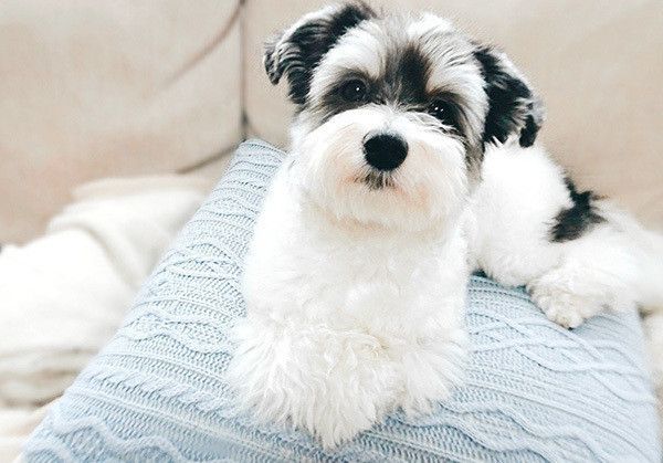見つめる犬