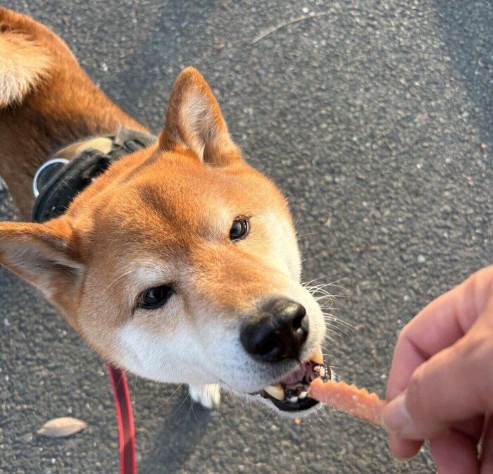 散歩中にオヤツを食べる小太郎くん