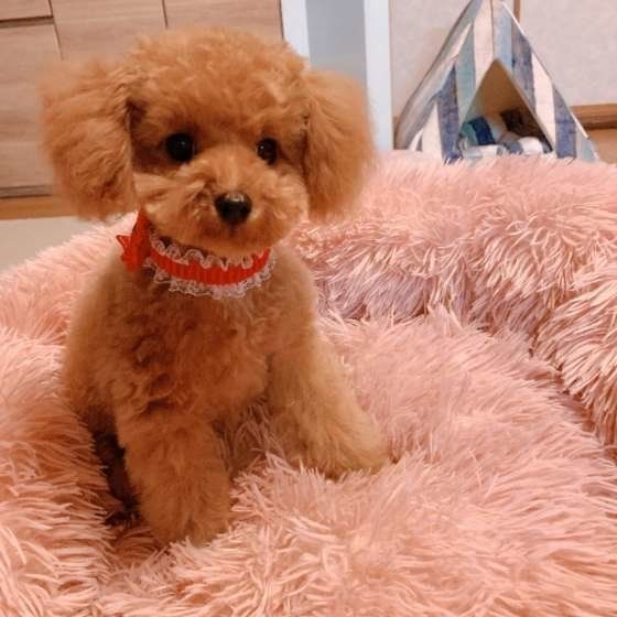 初めてのトリミング♡くるみちゃん