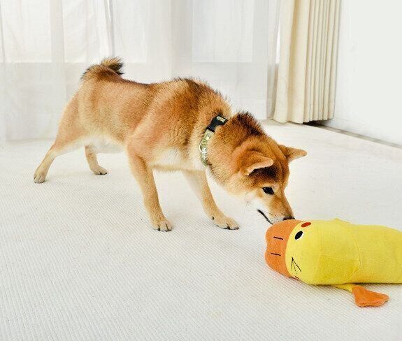 目の前のものが安全かどうか、確かめる犬