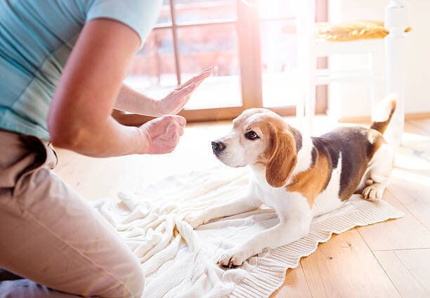 年配の女性彼女の犬