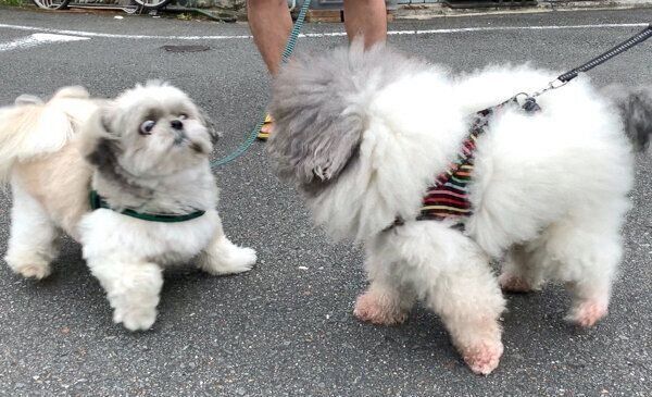 友達ワンコに会ってビックリするてんぽくん