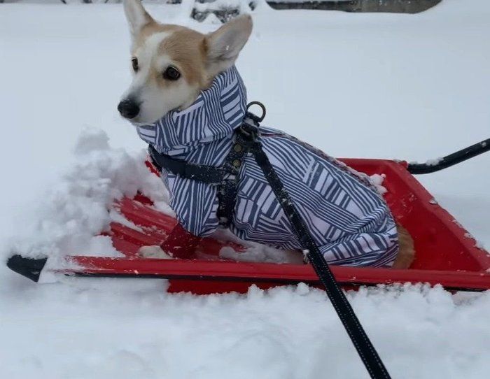 そりに乗る犬