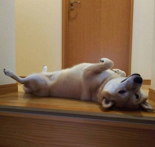 謎のポーズで眠る柴犬
