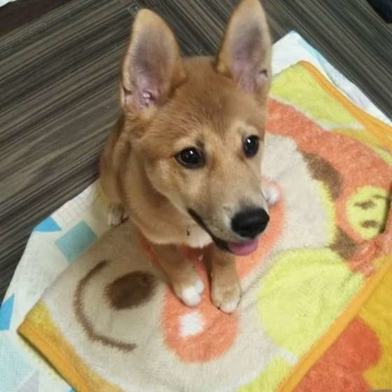 見つめる犬